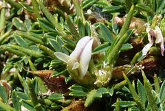 Astragalus balearicus