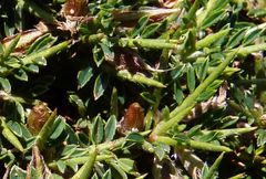 Astragalus balearicus