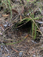 Setonix brachyurus