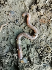 Lumbricus terrestris
