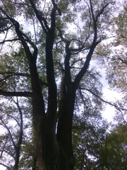 Ulmus