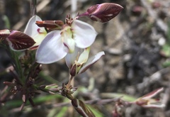 Polygala microlopha microlopha