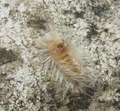 Tumicla sagenaria