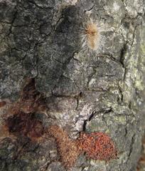Tumicla sagenaria