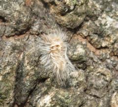 Tumicla sagenaria