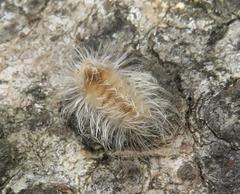 Tumicla sagenaria