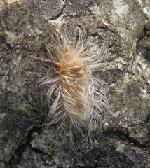 Tumicla sagenaria
