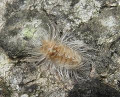 Tumicla sagenaria