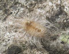Tumicla sagenaria