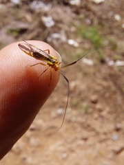 Thyrsophorinae