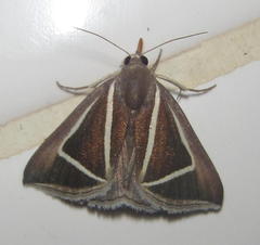 Chalciope delta