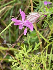 Silene pendula