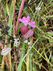Silene pendula