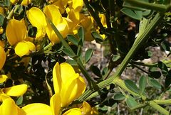 Calicotome spinosa