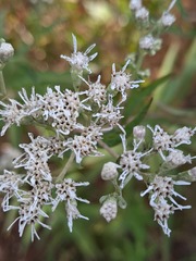 Eupatorium resinosum