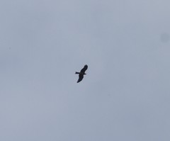 Milvus migrans govinda