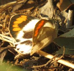 Colotis euippe omphale