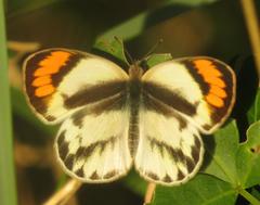 Colotis euippe omphale