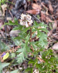 Petrophile diversifolia