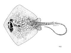 Painted Maskray photo 4