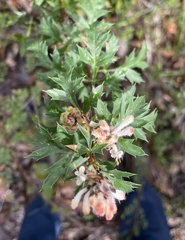 Petrophile diversifolia