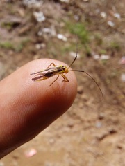 Thyrsophorinae
