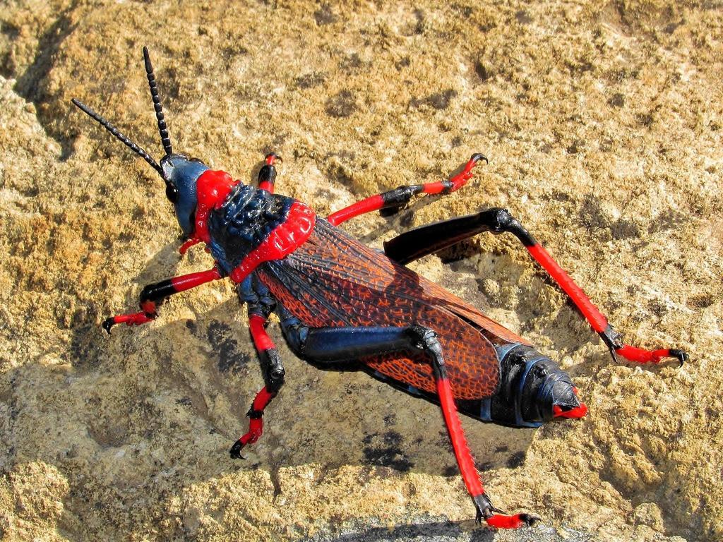 Dictyophorus