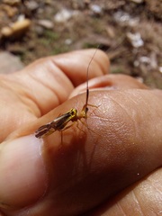 Thyrsophorinae