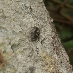 Corythalia