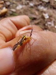Thyrsophorinae