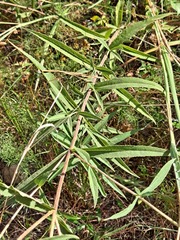 Eupatorium resinosum