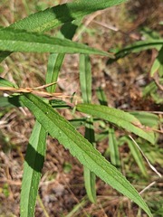 Eupatorium resinosum