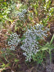 Eupatorium resinosum
