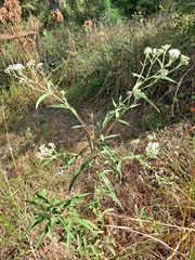 Eupatorium resinosum