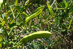 Calicotome spinosa