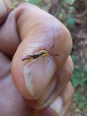 Thyrsophorinae
