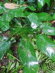 Angiospermae