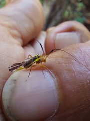 Thyrsophorinae