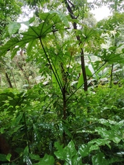 Angiospermae