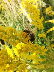Apis mellifera