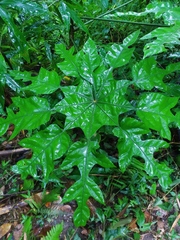 Angiospermae