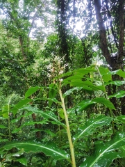 Zingiberaceae