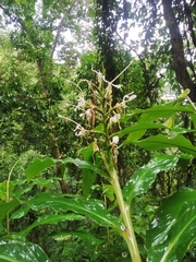 Zingiberaceae