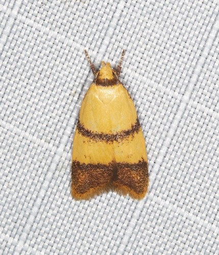 Heteroteucha translatella (Walker, 1864)
