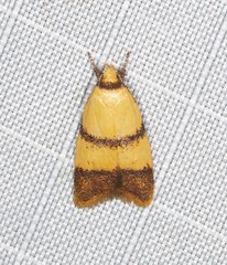 Heteroteucha translatella