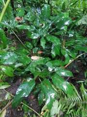 Angiospermae