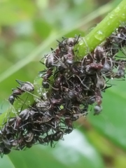 Dolichoderus