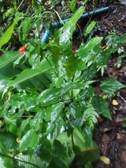 Magnoliopsida