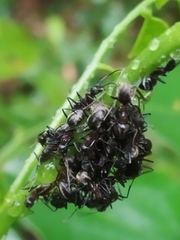 Dolichoderus