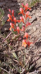 Tritonia watermeyeri